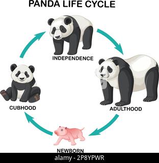 Infografik zum Panda-Lebenszyklus Stock Vektor