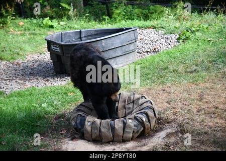 Tierfotos aus dem Zoo von Portland Stockfoto