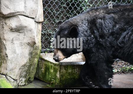 Tierfotos aus dem Zoo von Portland Stockfoto