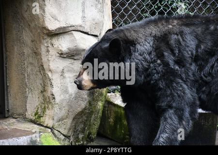 Tierfotos aus dem Zoo von Portland Stockfoto