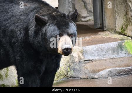 Tierfotos aus dem Zoo von Portland Stockfoto