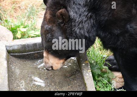 Tierfotos aus dem Zoo von Portland Stockfoto