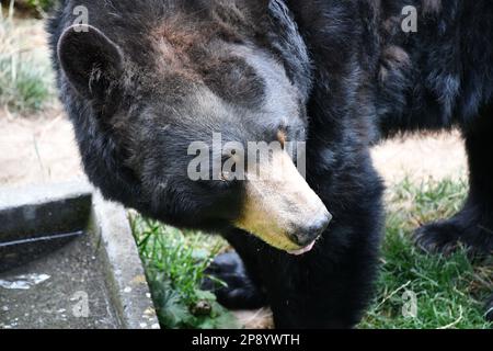 Tierfotos aus dem Zoo von Portland Stockfoto