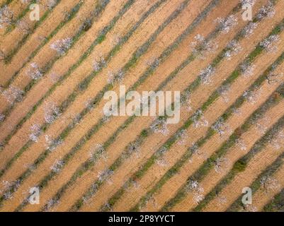 Blick aus der Vogelperspektive auf die Felder mit Mandelblüten im Frühling auf einem Bauernhof in der Nähe der Canaletes zwischen Horta und bot (Terra Alta, Tarragona, Katalonien, Spanien) Stockfoto