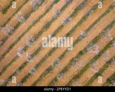 Blick aus der Vogelperspektive auf die Felder mit Mandelblüten im Frühling auf einem Bauernhof in der Nähe der Canaletes zwischen Horta und bot (Terra Alta, Tarragona, Katalonien, Spanien) Stockfoto