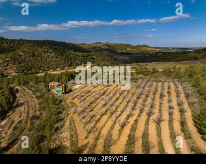 Blick aus der Vogelperspektive auf die Felder mit Mandelblüten im Frühling auf einem Bauernhof in der Nähe der Canaletes zwischen Horta und bot (Terra Alta, Tarragona, Katalonien, Spanien) Stockfoto