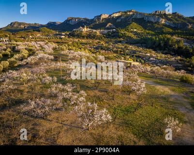 Blick aus der Vogelperspektive auf die Stadt Tivissa, die Serra de Tivissa Range und blühende Oliven- und Mandelbäume bei Sonnenuntergang im Frühling (Ribera d'Ebre, Spanien) Stockfoto