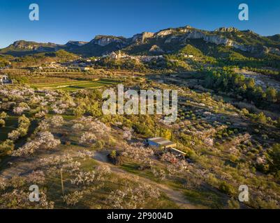 Blick aus der Vogelperspektive auf die Stadt Tivissa, die Serra de Tivissa Range und blühende Oliven- und Mandelbäume bei Sonnenuntergang im Frühling (Ribera d'Ebre, Spanien) Stockfoto