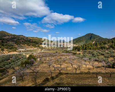 Blick aus der Vogelperspektive auf das Dorf Prat de Comte, umgeben von Feldern mit Olivenbäumen und Mandelbäumen, die im Frühling blühen (Terra Alta, Katalonien, Spanien) Stockfoto