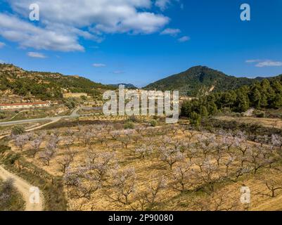 Blick aus der Vogelperspektive auf das Dorf Prat de Comte, umgeben von Feldern mit Olivenbäumen und Mandelbäumen, die im Frühling blühen (Terra Alta, Katalonien, Spanien) Stockfoto