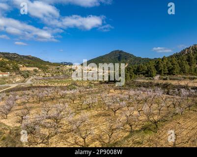 Blick aus der Vogelperspektive auf das Dorf Prat de Comte, umgeben von Feldern mit Olivenbäumen und Mandelbäumen, die im Frühling blühen (Terra Alta, Katalonien, Spanien) Stockfoto