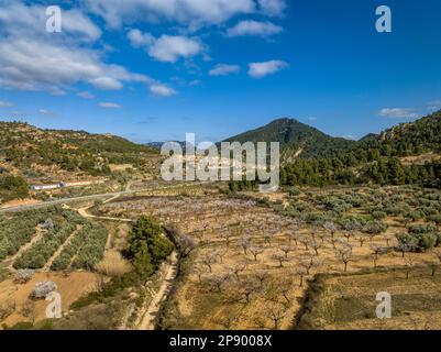 Blick aus der Vogelperspektive auf das Dorf Prat de Comte, umgeben von Feldern mit Olivenbäumen und Mandelbäumen, die im Frühling blühen (Terra Alta, Katalonien, Spanien) Stockfoto