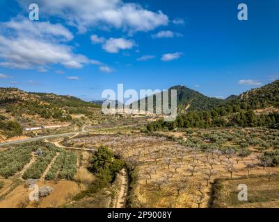 Blick aus der Vogelperspektive auf das Dorf Prat de Comte, umgeben von Feldern mit Olivenbäumen und Mandelbäumen, die im Frühling blühen (Terra Alta, Katalonien, Spanien) Stockfoto