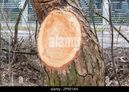 selektiver Fokus auf Tannenbaumzweige Stockfoto