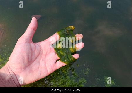 Spirogyra Süßwasseralgen - Seetang Süßwasser im Fluss kann in sauberem Wasser leben, grünes Wasserkraut - gebräuchliche Namen sind Wasserseide, mer Stockfoto