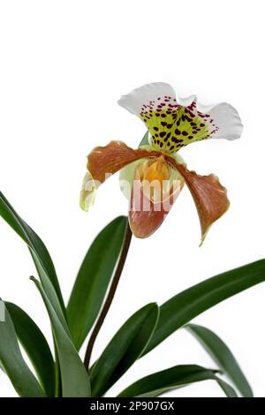 Nahaufnahme einer Blume Paphiopedilum Wardii mit Blättern und weißem Hintergrund Stockfoto