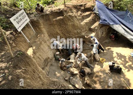 Paläontologen und Dorfbewohner arbeiten an der Ausgrabung von Fossilien einer ausgestorbenen Elefantenart, die wissenschaftlich als Elephas hysudrindicus oder allgemein als Blora Elefant bezeichnet wird, in Sunggun, Mendalem, Kradenan, Blora, Zentraljava, Indonesien. Während der Ausgrabung entdeckte ein Team von Wissenschaftlern von Vertebrate Research (Geologische Agentur, indonesisches Ministerium für Energie und mineralische Ressourcen) unter der Leitung der Paläontologen Iwan Kurniawan und Fachroel Aziz die Knochen der Spezies fast vollständig (ca. 90 Prozent), was es ihnen später ermöglichen würde, eine wissenschaftliche Rekonstruktion zu bauen, die... Stockfoto