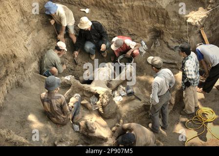 Paläontologen und Dorfbewohner arbeiten an der Ausgrabung von Fossilien einer ausgestorbenen Elefantenart, die wissenschaftlich als Elephas hysudrindicus oder allgemein als Blora Elefant bezeichnet wird, in Sunggun, Mendalem, Kradenan, Blora, Zentraljava, Indonesien. Während der Ausgrabung entdeckte ein Team von Wissenschaftlern von Vertebrate Research (Geologische Agentur, indonesisches Ministerium für Energie und mineralische Ressourcen) unter der Leitung der Paläontologen Iwan Kurniawan und Fachroel Aziz die Knochen der Spezies fast vollständig (ca. 90 Prozent), was es ihnen später ermöglichen würde, eine wissenschaftliche Rekonstruktion zu bauen, die... Stockfoto