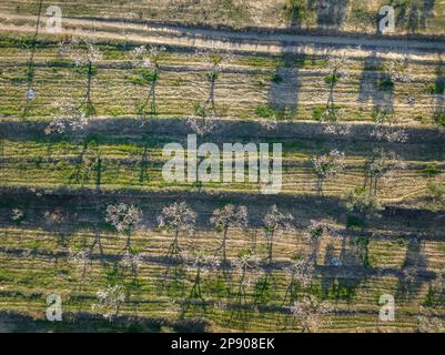 Blick aus der Vogelperspektive auf die Mandelblütenfelder im Frühling bei Tivissa (Ribera d'Ebre, Tarragona, Katalonien, Spanien) ESP: Vista aérea cenital de un campo Stockfoto