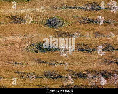 Felsen mit blühenden Mandelbäumen im Frühling im Naturpark Els Ports (Terra Alta, Tarragona, Katalonien, Spanien) aus der Vogelperspektive Stockfoto