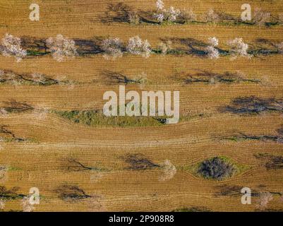 Felsen mit blühenden Mandelbäumen im Frühling im Naturpark Els Ports (Terra Alta, Tarragona, Katalonien, Spanien) aus der Vogelperspektive Stockfoto