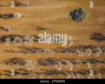 Felsen mit blühenden Mandelbäumen im Frühling im Naturpark Els Ports (Terra Alta, Tarragona, Katalonien, Spanien) aus der Vogelperspektive Stockfoto