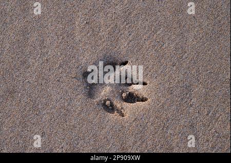 Einzelner Hundepfotenabdruck im Sand an einem Strand in Irland Stockfoto