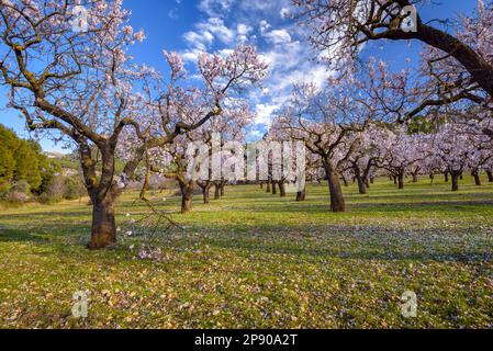 Blühende Mandelfelder im Frühling mit den Roques de Benet Felsen im Hintergrund im Els Ports Natural Park (Terra Alta, Tarragona, Spanien) Stockfoto