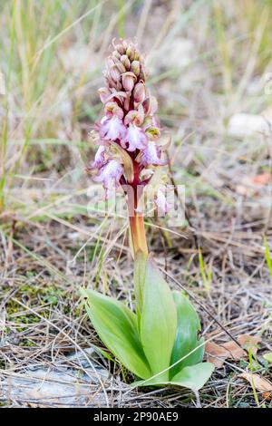 Himantoglossum robertianum, Riesenorchidee, im Wald. Katalonien, Spanien Stockfoto