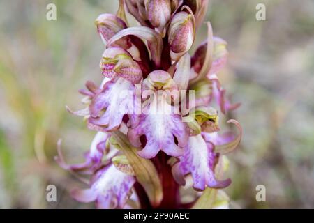 Himantoglossum robertianum, Riesenorchidee, im Wald. Katalonien, Spanien Stockfoto