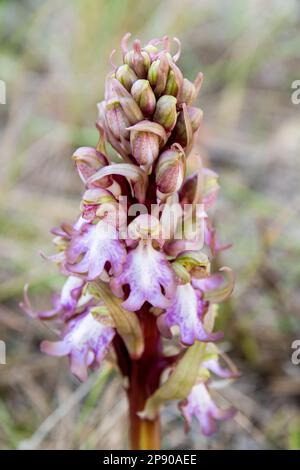 Himantoglossum robertianum, Riesenorchidee, im Wald. Katalonien, Spanien Stockfoto