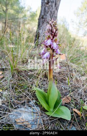 Himantoglossum robertianum, Riesenorchidee, im Wald. Katalonien, Spanien Stockfoto