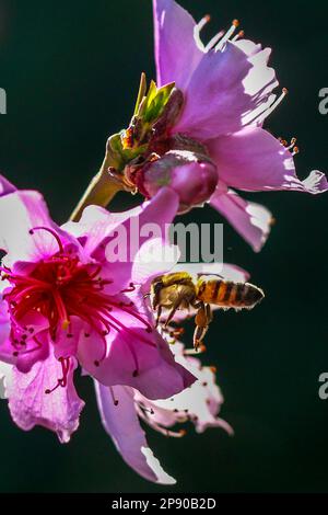 Los Angeles, Usa. 09. März 2023. Eine Honigbiene sammelt Nektar und Pollen von einer Nektarinblume in Los Angeles. (Foto: Ringo Chiu/SOPA Images/Sipa USA) Guthaben: SIPA USA/Alamy Live News Stockfoto