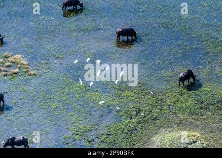 Luftaufnahme einer Gruppe von Büffeln, die im Okavango-Delta grasen, während eine Gruppe großer Reiher über Ihnen vorbeizieht. Stockfoto