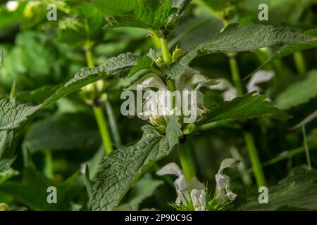 Lamium Album, gemeinhin als weißer oder weißer toter Nessel bezeichnet, ist eine Blütenpflanze der Familie Lamiaceae. Stockfoto