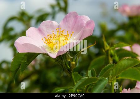 Hunderose Rosa canina hellrosa Blüten in Blüte auf Zweigen, wunderschöne wilde Blütenstrauße, grüne Blätter. Stockfoto