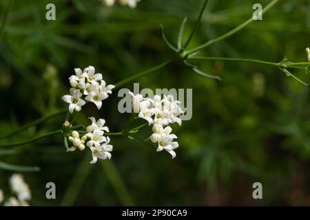 Makrofoto einer Blume einer wachsartigen Betstrohpflanze, Galium glaucum. Stockfoto