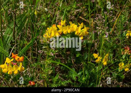 Gelbe Blüten von Vogelfuß-Trifluil, auch als Vogelfuß-Deervetch im Gras bezeichnet, Lotus corniculatus. Stockfoto