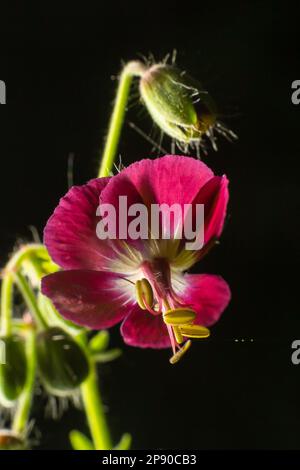 Geranium phaeum, gemeinhin als Dusky Cranes Bill, trauernde Witwe oder Schwarze Witwe bezeichnet, ist eine krautige Pflanzenart in der Familie Geraniaceae. Blumen von Stockfoto