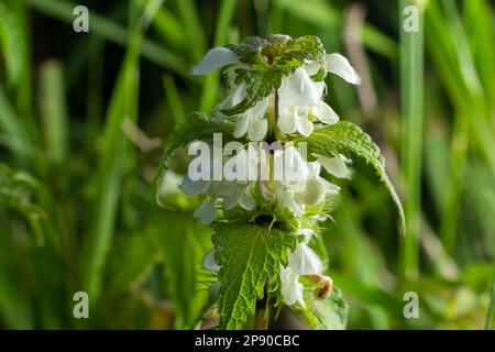 Die blühende tote Nessel am sonnigen Tag, eine Nahaufnahme. Lamium-Album. Lamiaceae-Familie. Stockfoto