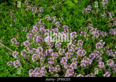 Das Makrofoto von Thymus serpyllum, Breckland Thyme. Breckland wilder Thymian, schleichender Thymian oder Elfthymianblüte. Naturmedizin. Cu Stockfoto