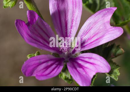 Nahaufnahme einer lila Malva Blume, allgemein als Malve bezeichnet. Es ist eine krautige Jahres-, Zweijahres- und mehrjährige Pflanze, Familie Malvaceae. Stockfoto