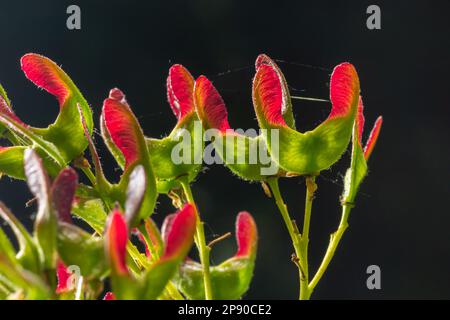 Nahaufnahme rötlich-rosa gereifter Früchte von Acer tataricum subsp. Ginnala Tatar Ahorn oder Tatarianischer Ahorn. Stockfoto