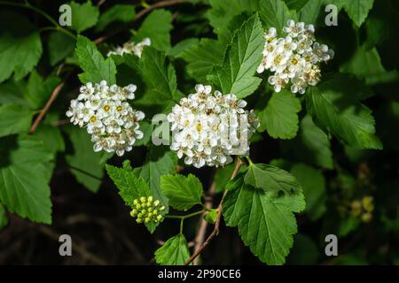 Blühender Ninebardenstrauch aus der Nähe. Physokarpus capitatus, gemeinhin als pazifischer Ninebark oder hoher Ninebark bezeichnet. Stockfoto