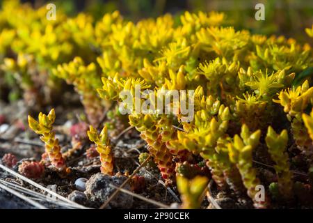 Sedum Acre, gemeinhin bekannt als Goldmoosstonekrop, mossiger Stonekrop, Goldmoossedum, beißender Stonekrop und Tapete, ist eine ganzjährige Blütenpflanze Stockfoto