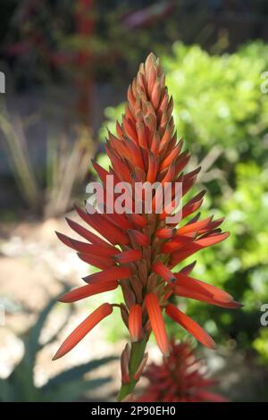 Aloe wächst im Stadtgarten Stockfoto