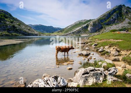 Kühe um den Enolsee in Covadonga, Picos de Europa, Asturien, Spanien Stockfoto