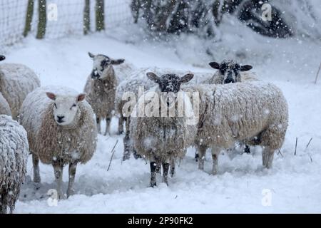 Teesdale, County Durham, Großbritannien. 10. März 2023 Wetter in Großbritannien. Mit einer bernsteinfarbenen Wetterwarnung in der Gewalt schwangere Schafe unter den Bäumen beherbergen, während starker Schnee in Teesdale, County Durham fällt. Schneestürme zu dieser Jahreszeit werden von Bauern in den Dales als „Lambstürme“ bezeichnet, da sie zu der Zeit auftreten, zu der die Schafe ihre Lämmer zur Welt bringen. Kredit: David Forster/Alamy Live News Stockfoto