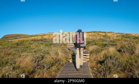 Wanderung auf dem Pouakai Circuit mit Stufen bis zur Pouakai Hütte. Taranaki. Neuseeland. Stockfoto