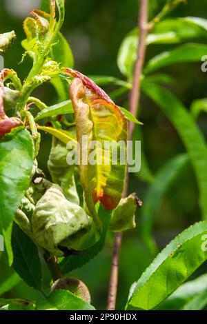 Detail der Pfirsichblätter mit Blattkurbel, Taphrina deformans, Krankheit. Blattkrankheit Ausbruch Kontakt mit den Baumblättern. Stockfoto